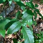 Capparidastrum frondosum Yaprak