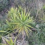 Yucca aloifolia Folla