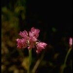 Allium serra Kwiat