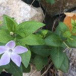 Vinca difformisبرگ