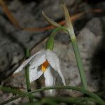 Acis nicaeensis Blüte