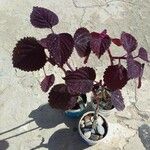 Plectranthus scutellarioides Агульны выгляд