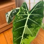 Alocasia micholitziana List