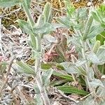 Oenothera longiflora Φύλλο