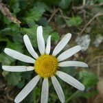 Leucanthemum ircutianum ফুল