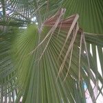 Washingtonia robusta Лист