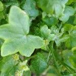 Bowlesia incana Yaprak