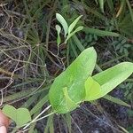 Smilax laurifolia Fuelha