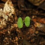 Celtis mildbraedii Habitus