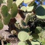 Opuntia robusta موطن