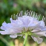 Scabiosa triandra Flor