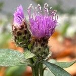 Centaurea nigrescens Õis