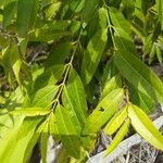 Polysphaeria multiflora Hoja