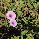 Ipomoea aquatica Flor