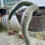 Cleistocactus winteriBlatt