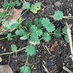 Sanguisorba minor Leaf