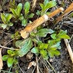 Solidago juncea Habit