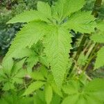 Cyclanthera pedata Leaf