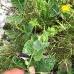 Aristolochia tyrrhena Flor