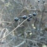 Ligustrum vulgareFruchs