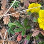 Potentilla crantzii Feuille