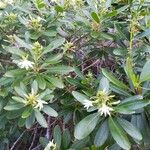 Scaevola montana Habitus