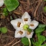 Moneses uniflora Flor
