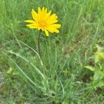 Tragopogon orientalis Flower