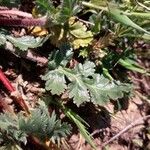 Erodium botrys Hoja