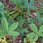 Potentilla alba 葉