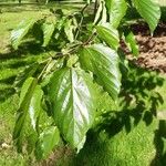 Hovenia dulcis Frunză