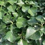 Hedera colchicaFulla