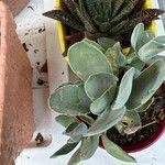 Crassula cotyledonis Leaf