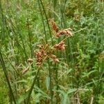 Schoenoplectus lacustris Flor