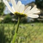 Leucanthemum vulgare Квітка