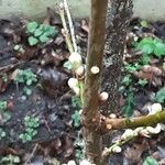 Prunus tomentosa Floare