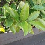 Ligustrum japonicum Blatt