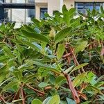 Rhododendron maximum List