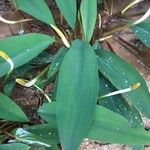 Orontium aquaticum Leaf