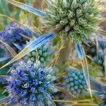 Eryngium bourgatii Fleur