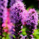 Liatris spicata 花