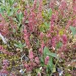 Rumex bucephalophorus 叶