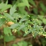 Artemisia keiskeana Flor