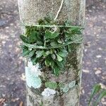 Specklinia microphylla Blad