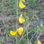 Crotalaria laburnifolia Lorea