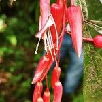 Quassia amara Blomma