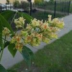 Aesculus glabra Blomst