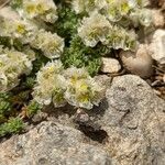 Paronychia kapela Flor