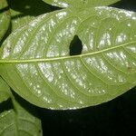 Rudgea cornifolia Leaf