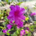 Rhododendron lapponicumFlower